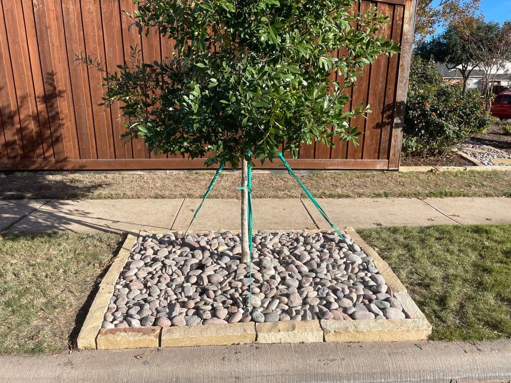 Tree planted in a landscaped area with stones and wooden fencing in the background.